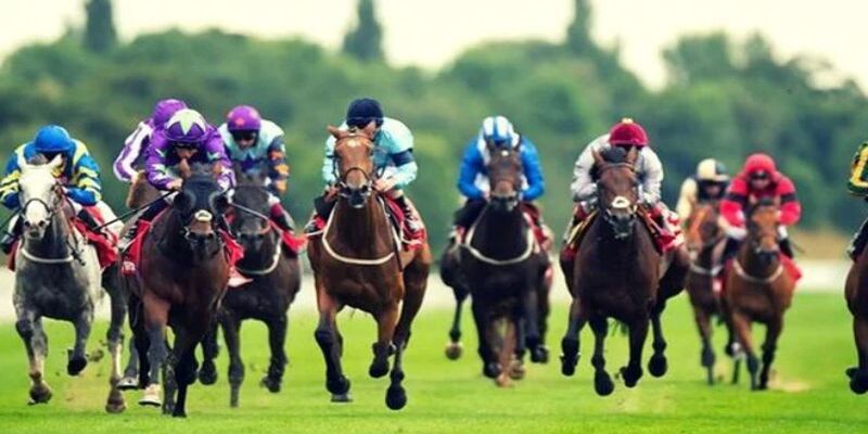 Chiến thuật chinh phục cá cược đua ngựa đỉnh cao cho newbie